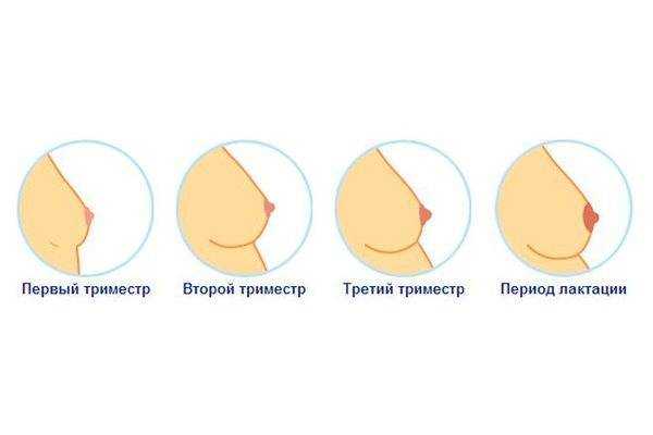 Соски при беременности: как меняется чувствительность, как отекает и набухает, меняется ли цвет, и что считается аномалией?