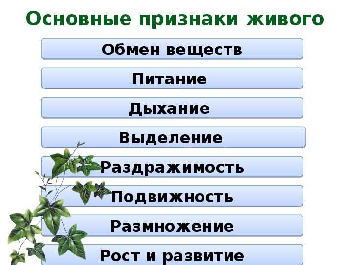 Живая и неживая природа: признаки, свойства, сходства и различия. связь живой и неживой природы.