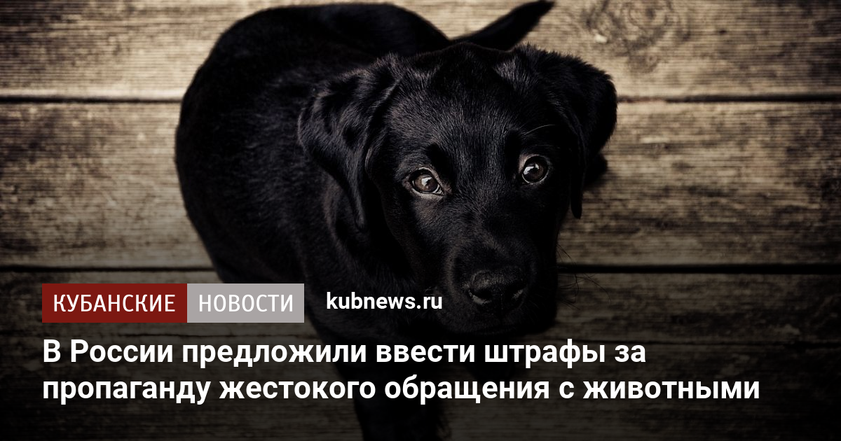 Кэтрин хейгл запускает линию домашних животных, посвященную прекращению жестокого обращения с животными - статьи 2024