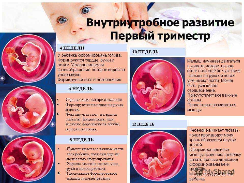 23 неделя беременности: что происходит с малышом, развитие?