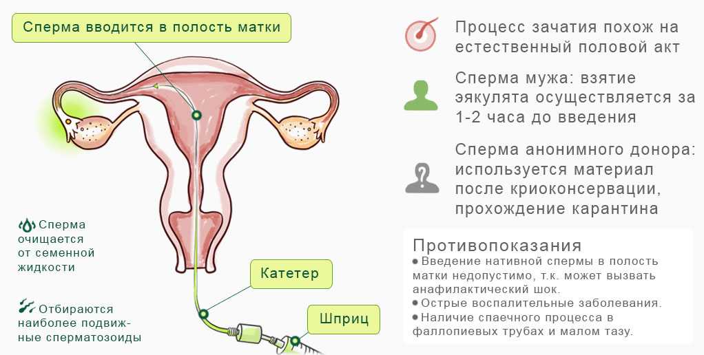Сколько времени живут сперматозоиды во внешней среде и в теле женщины после полового акта? – медицинский портал