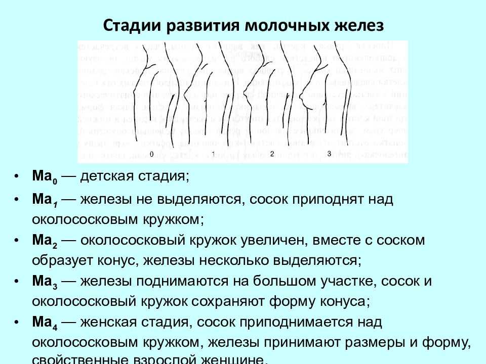 13, 14 и даже 18, а грудь не растет! почему? размер 0 – не приговор!