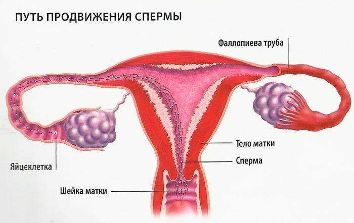 Сколько часов живет сперматозоид: история одной клетки