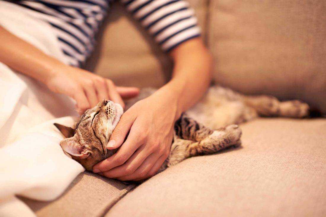 Как пережить смерть любимой кошки? только не терзайте себя!