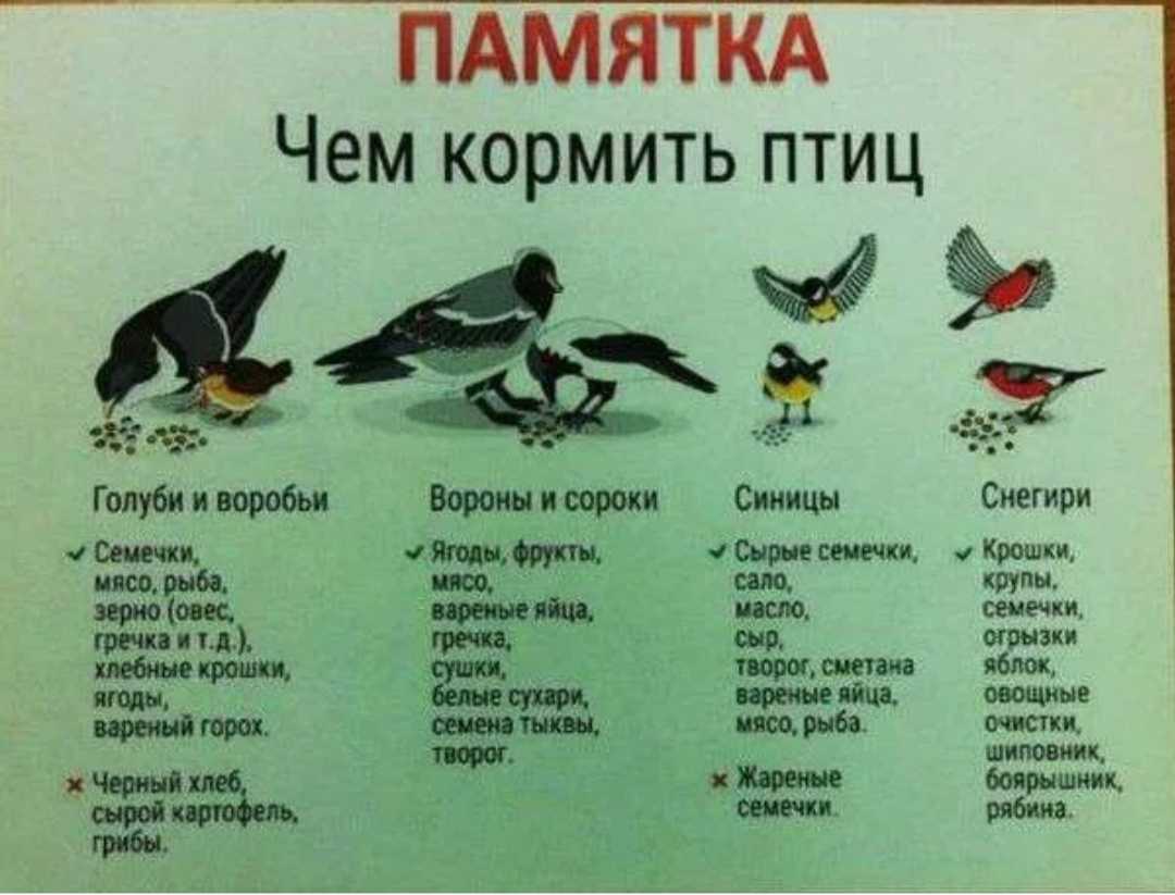 Почему нельзя кормить голубей на улице, чем это опасно для людей и птиц, можно ли им хлеб