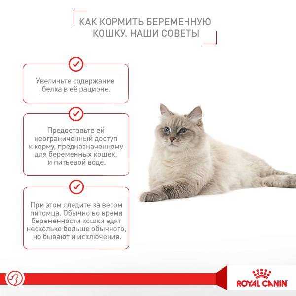 Беременность: как заботиться о здоровье для благополучной беременности? * клиника диана в санкт-петербурге