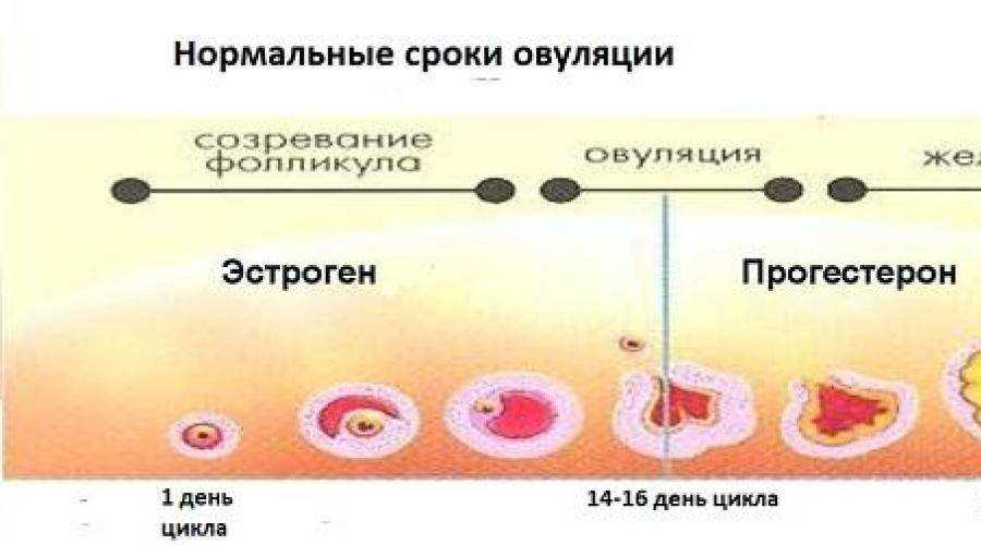 Почему повышается аппетит во время овуляции: причины и рекомендации