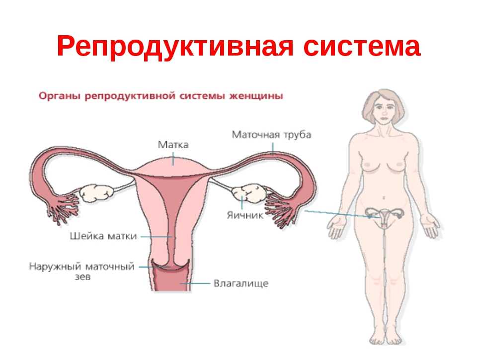 Женская матка