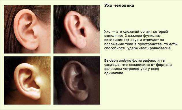Меняется ли форма ушей у младенцев: что делать, если у грудничка одно ухо больше