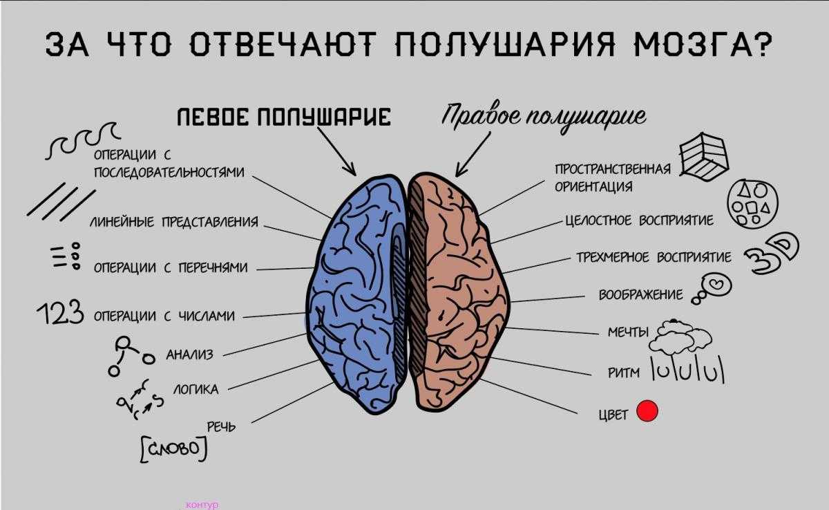 Рассказываем, как заставить левое логическое и правое образное полушария мозга работать согласованно