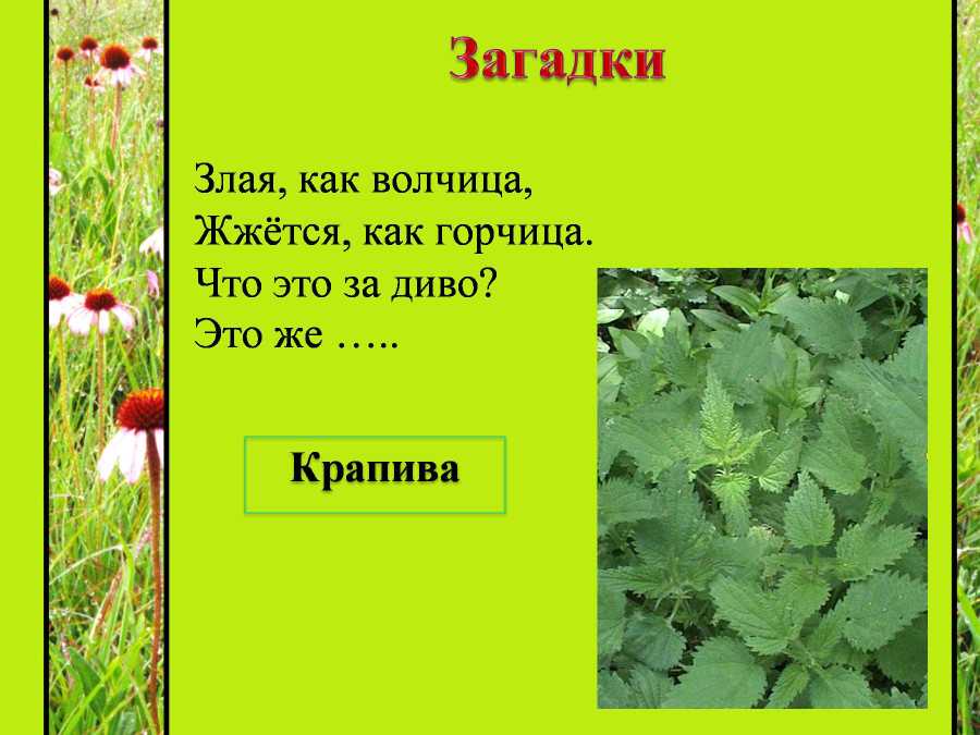 Тест: угадай цветок по описанию
