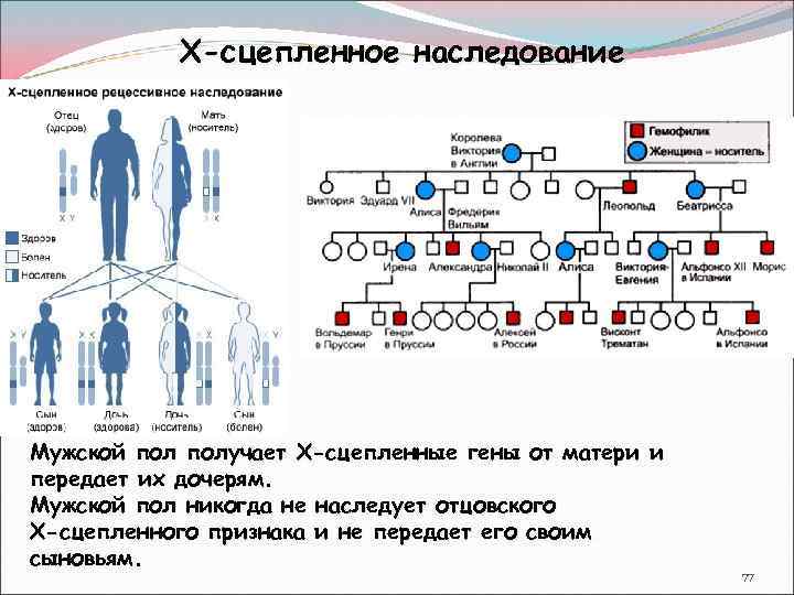 Особенности внешности передаются по наследству и другие интересные факты о генах - тестостерон