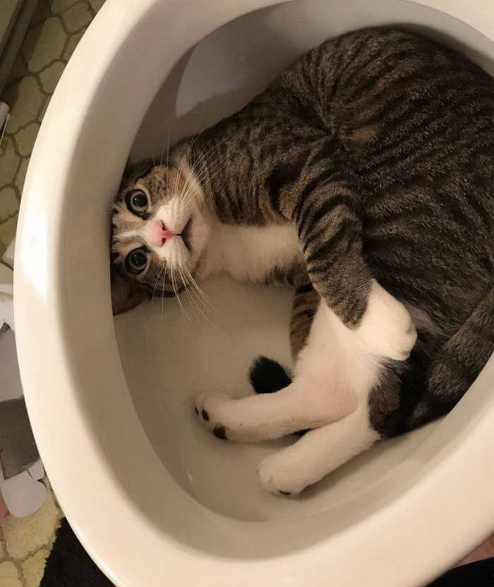 Как наказать кота, если он нагадил? - кот, пёс и я